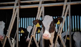 Exchange visit: British to Dutch dairy farmers – alternative housing systems